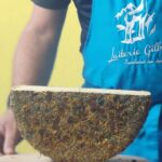 Tomme aux Fleurs